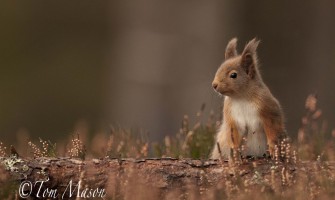 Wildlife Photography - 5 Tips from Tom Mason